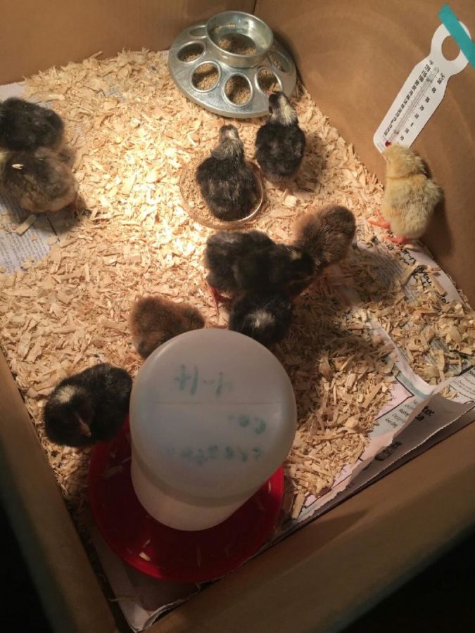 Baby chicks twitter with biology club