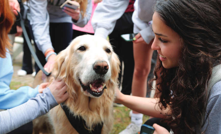 Playing with puppies: Sophomore Keira Ebersole pets therapy dogs with a smile plastered across her face. Student Services brought the dogs to the small courtyard on Friday, April 1 as one of the Mental Health Fair’s most popular events.