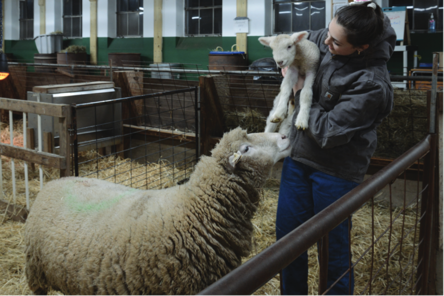 On call: Junior raises sheep for 4-H club