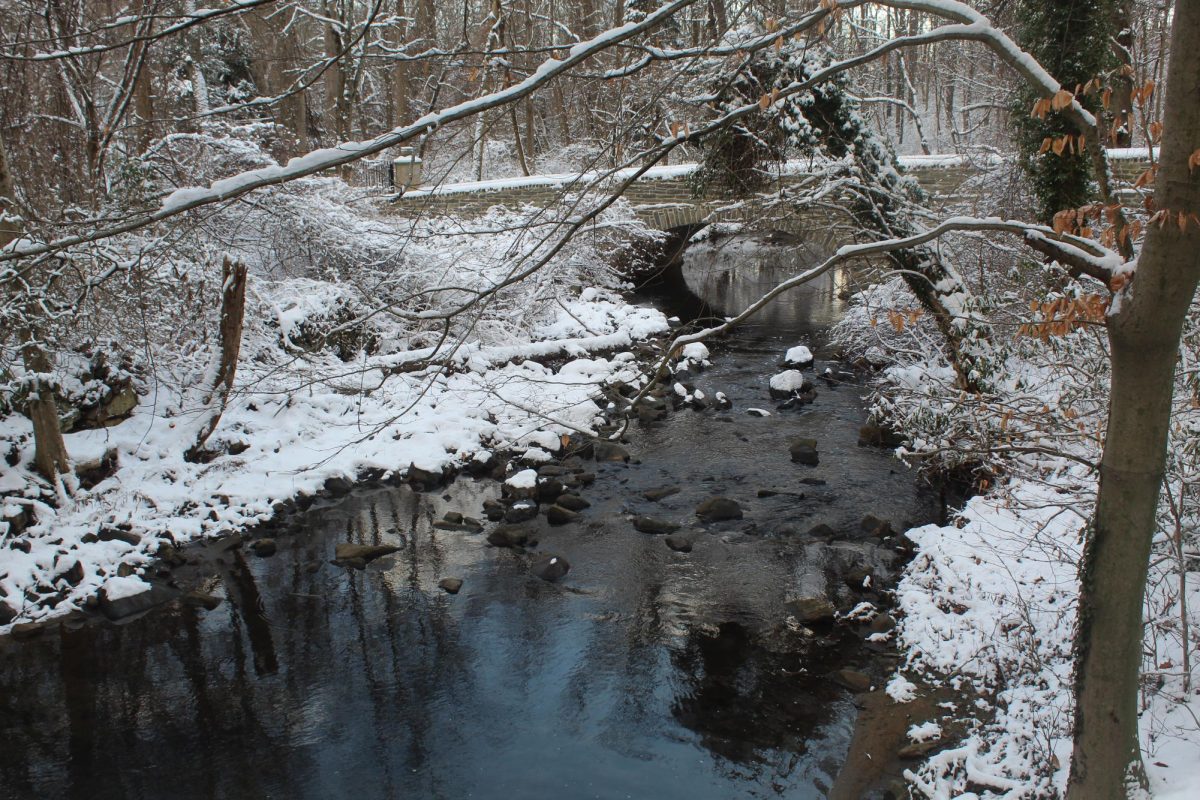 Icy reflections: Trees reflect back their shadows in the Darby Creek watershed. The trees, alongside the new Easttown rain gardens and downspout planters, helped keep the watershed healthy.