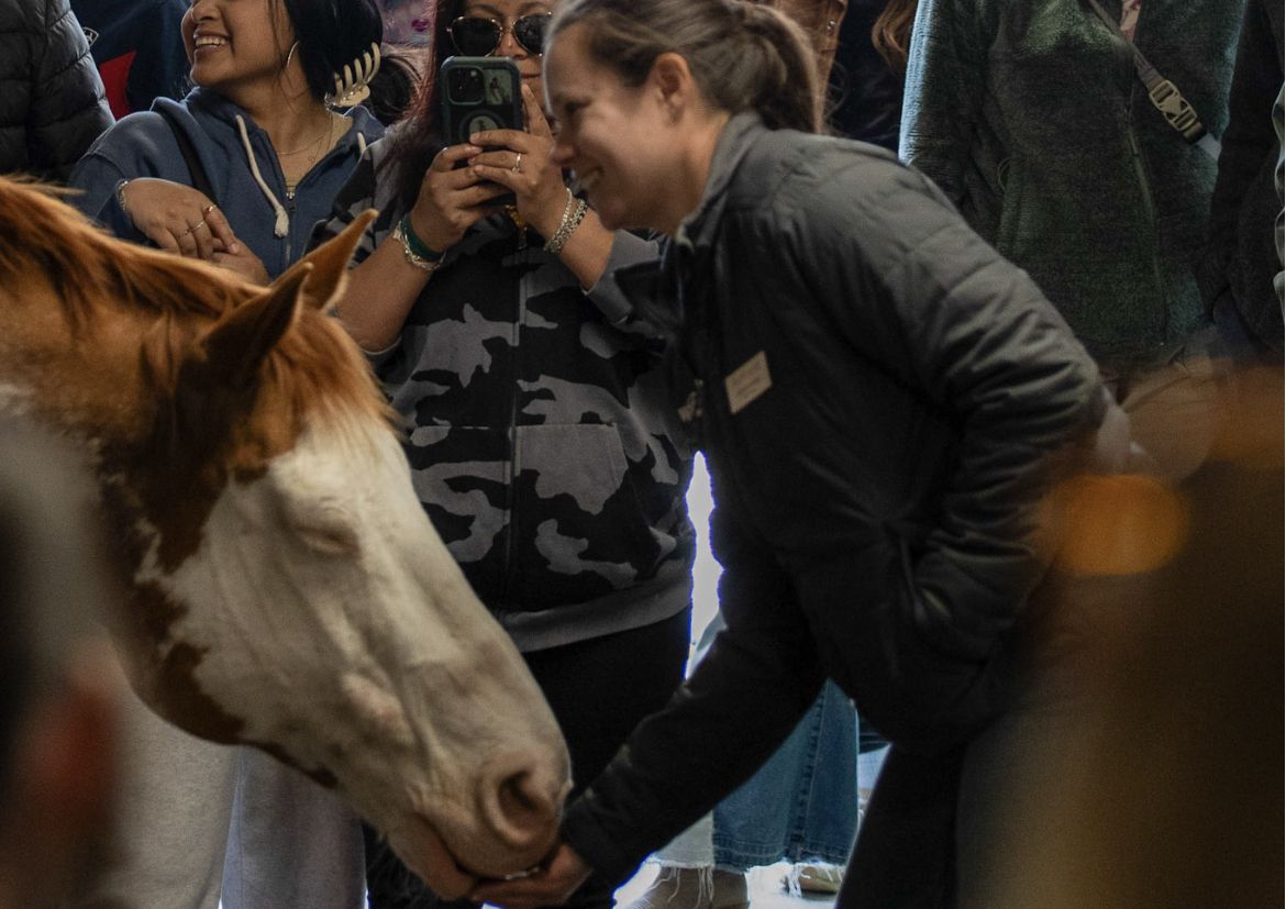 Peaceful pony: People watch as a barn manager feeds a horse after demonstrating a trick. On May 3, the nonprofit mental health service Gateway HorseWorks hosted its first Picnic with the Ponies event, where community members gathered on its farm to observe the a of equine therapy.